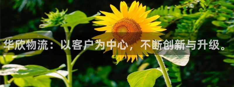 ,优游国际哪个最赚钱：华欣物流：以客